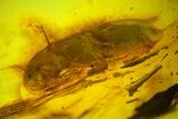 Detailed Fossil Beetle (Coleoptera) In Baltic Amber #128298-2